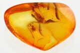 Fossil Spider (Araneae) and Leafhopper (Cicadellidae) in Baltic Amber #372544-1
